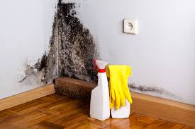 Mold Documentation for Insurance Claims in Brass Castle, NJ